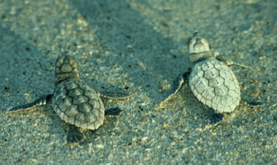 Sea Turtle Navigation